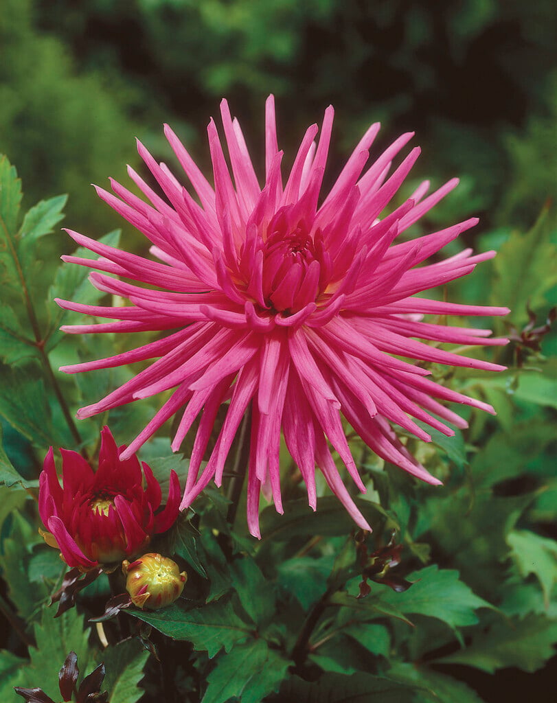 dahlia 'Blues Record