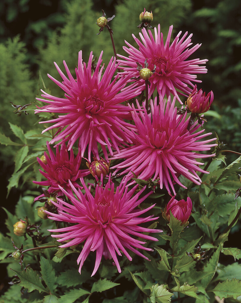 dahlia 'Blues Record