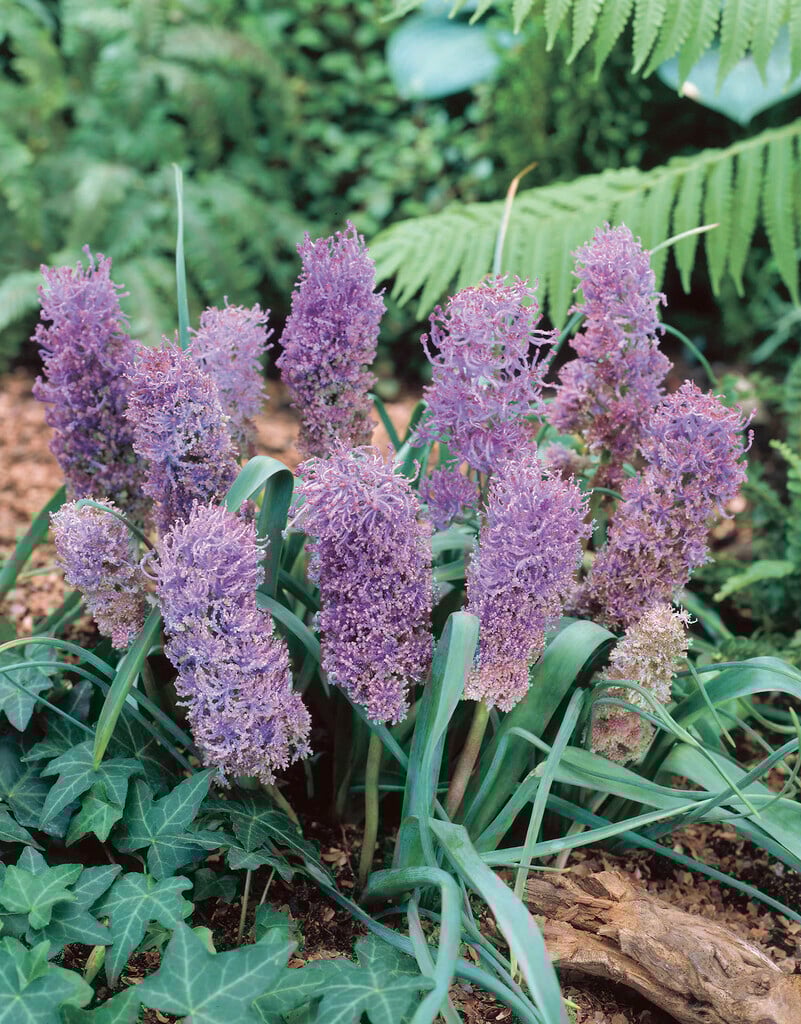 Leopoldia comosa &Plumosum& feather grape hyacinth Bulbs/RHS Gardening