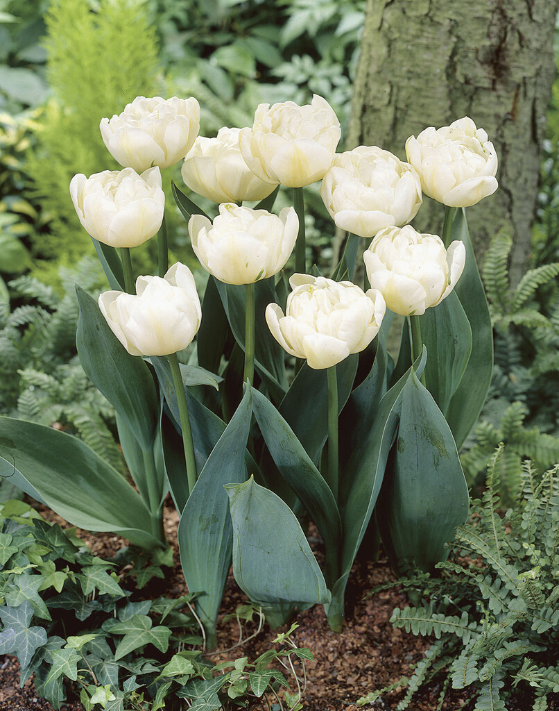 tulip 'Evita'