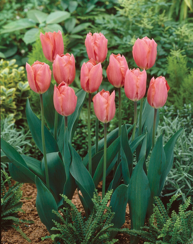 tulip 'Palestrina'