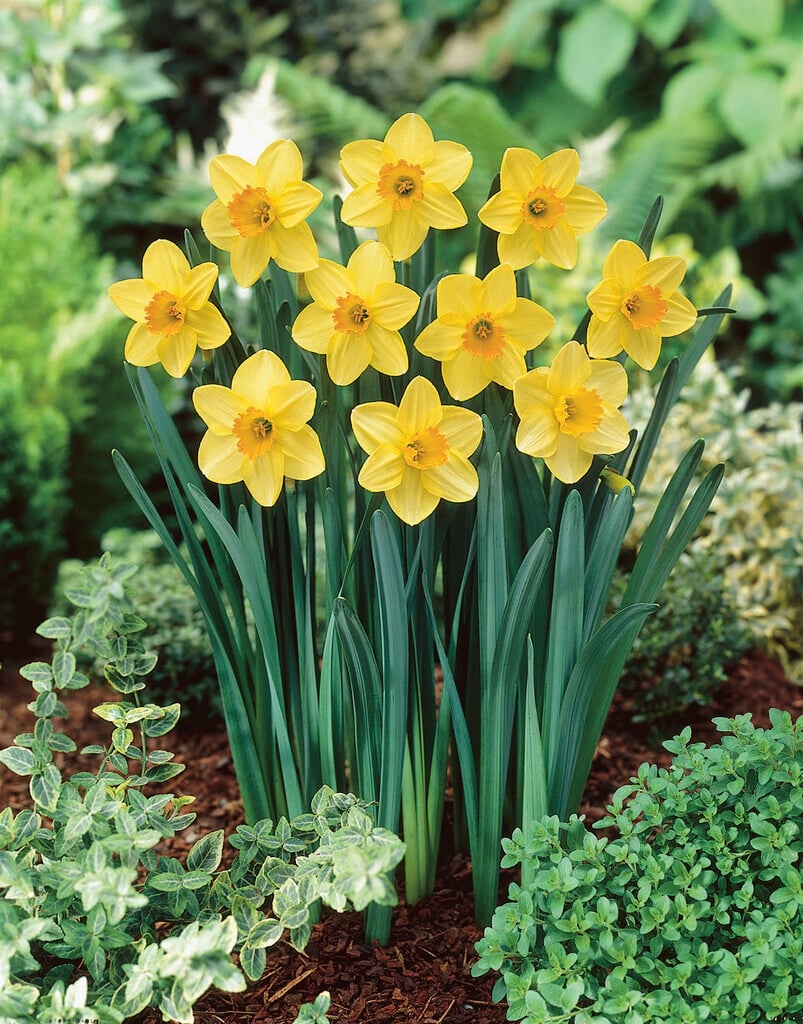 <i>Narcissus</i> 'Lothario' (2)