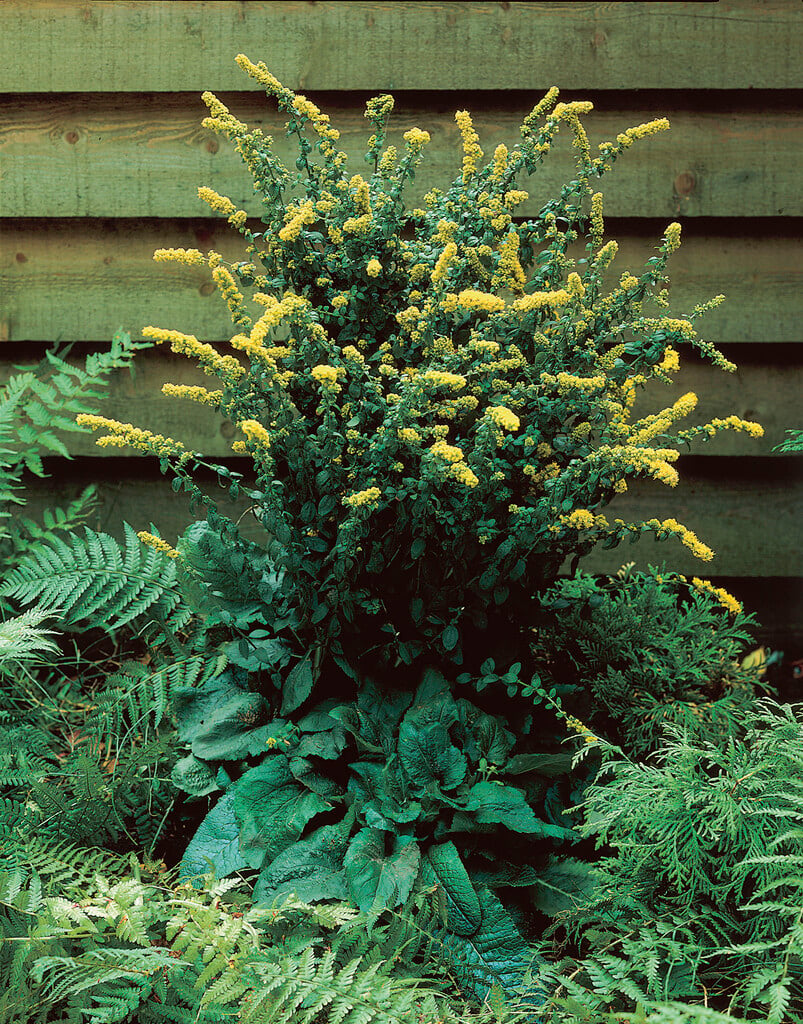 <i>Solidago</i> <i>sphacelata</i> 'Golden Fleece'
