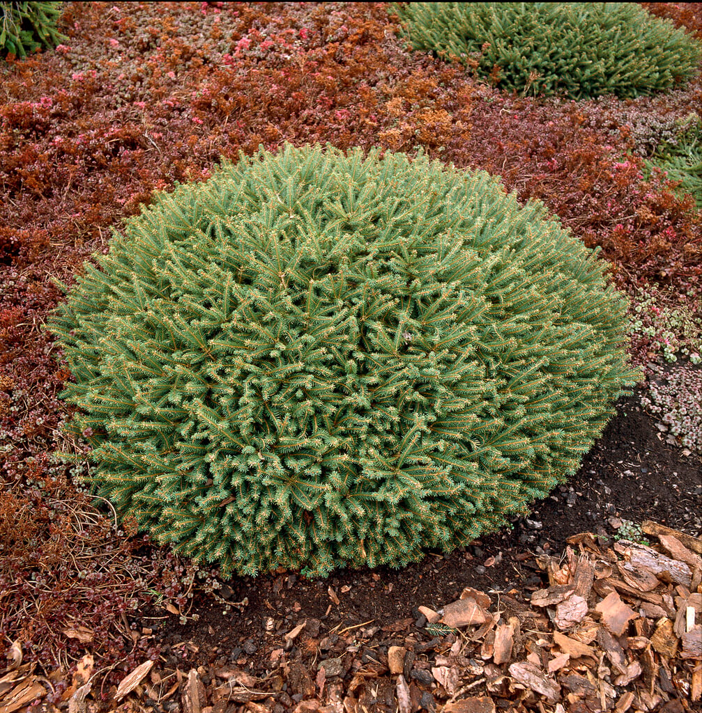 <i>Picea</i> <i>abies</i> 'Repens'