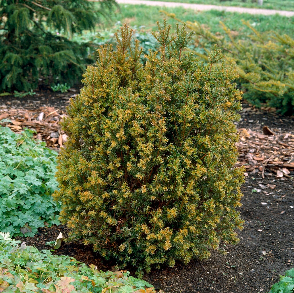 <i>Taxus</i> <i>baccata</i> 'Overeynderi' (m)