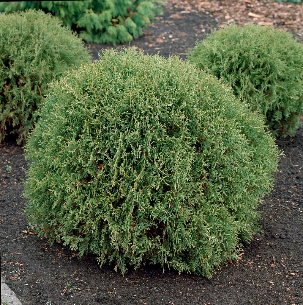 <i>Thuja</i> <i>occidentalis</i> 'Little Champion'