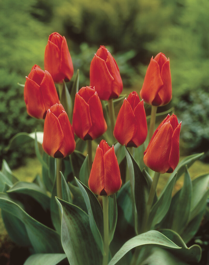 tulip 'Red Surprise'