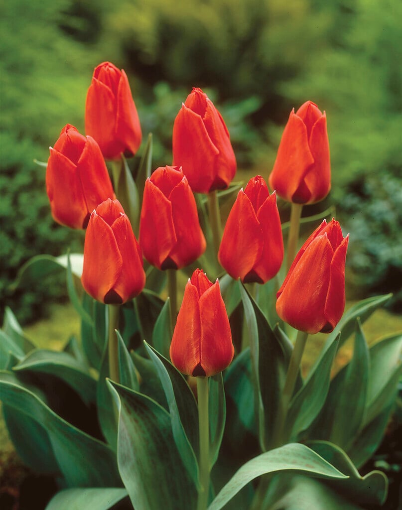 tulip 'Red Surprise'