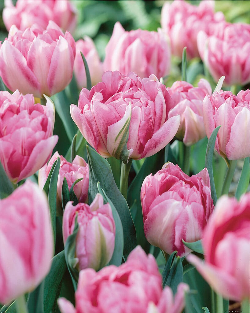 tulip 'Peach Blossom'