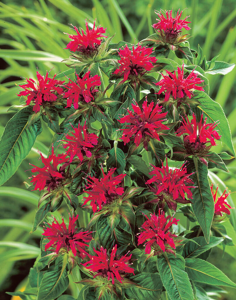 bergamot 'Purple Ann'