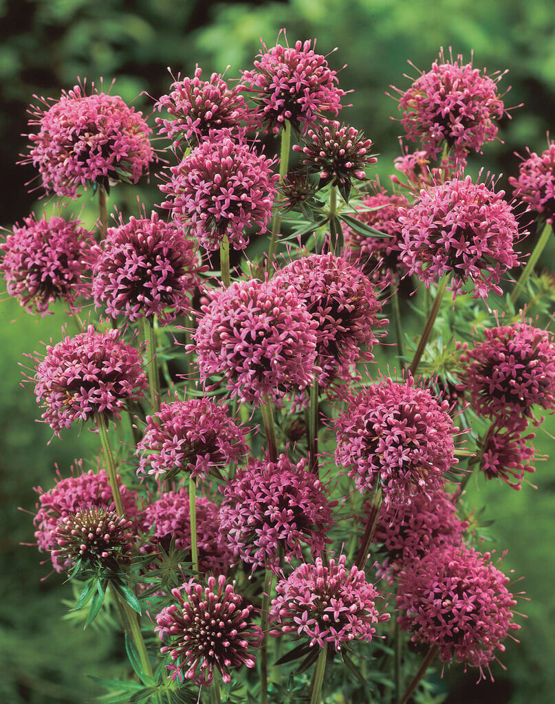 <i>Phuopsis</i> <i>stylosa</i> 'Purpurea'
