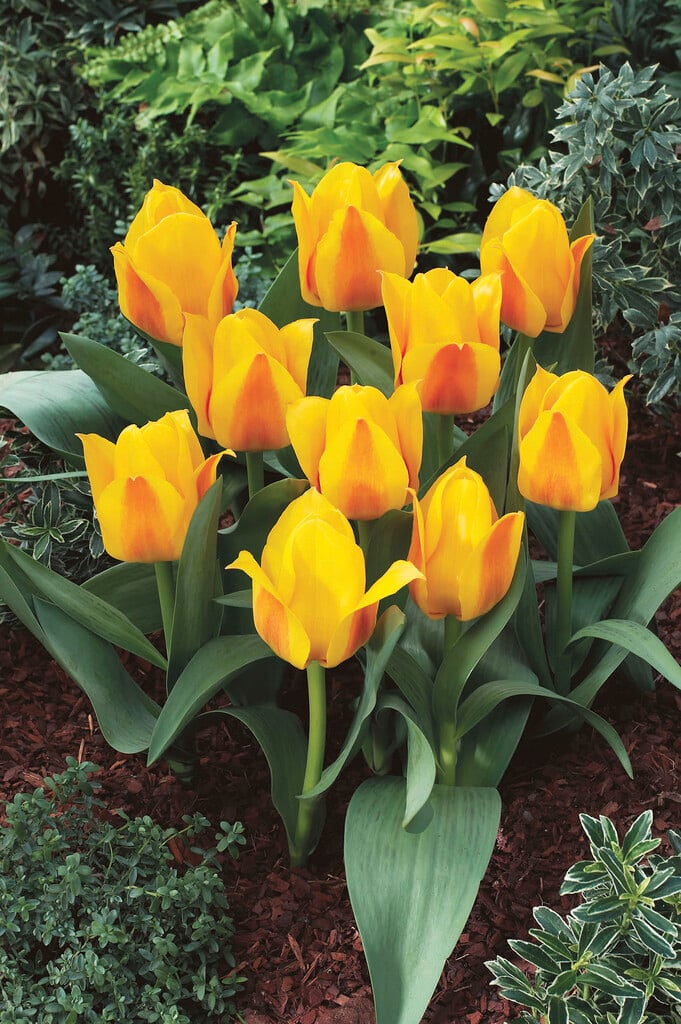 tulip 'Buttercup'