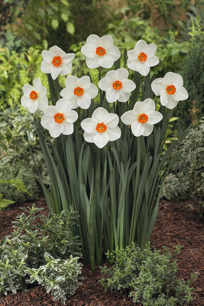 daffodil 'Verger'
