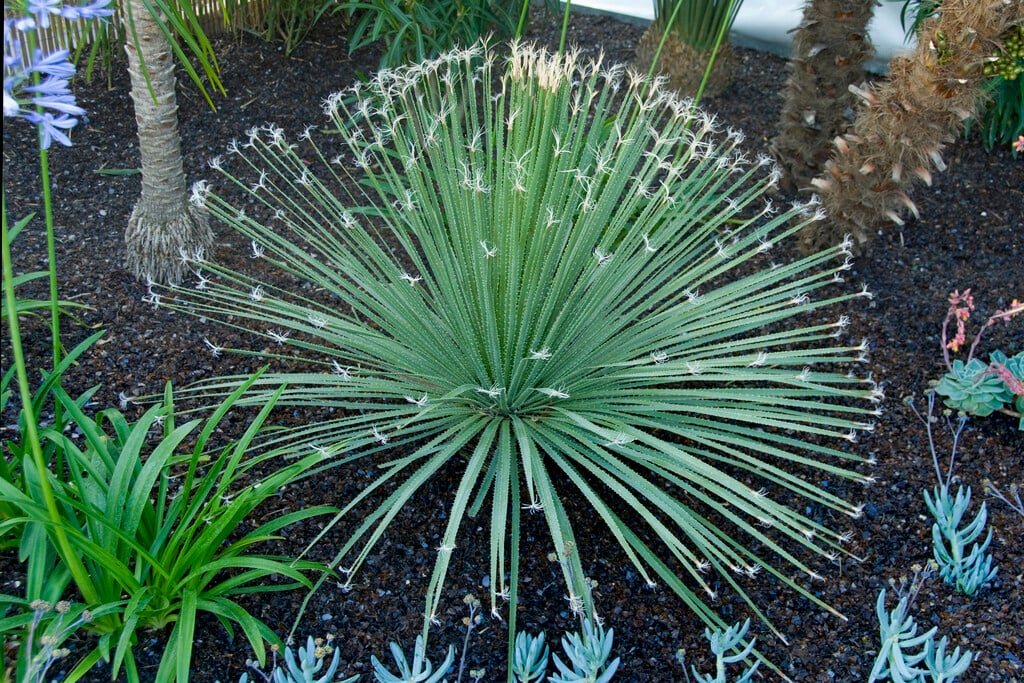 <em>Dasylirion</em> <em>acrotrichum</em>