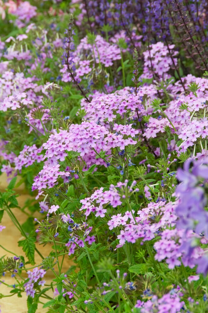 vervain [Seabrook's Lavender]