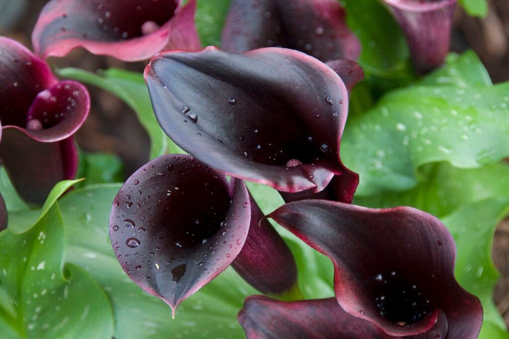 <i>Zantedeschia</i> black-flowered
