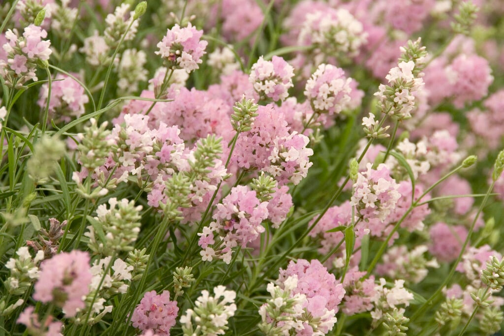 English lavender 'Lady Ann'