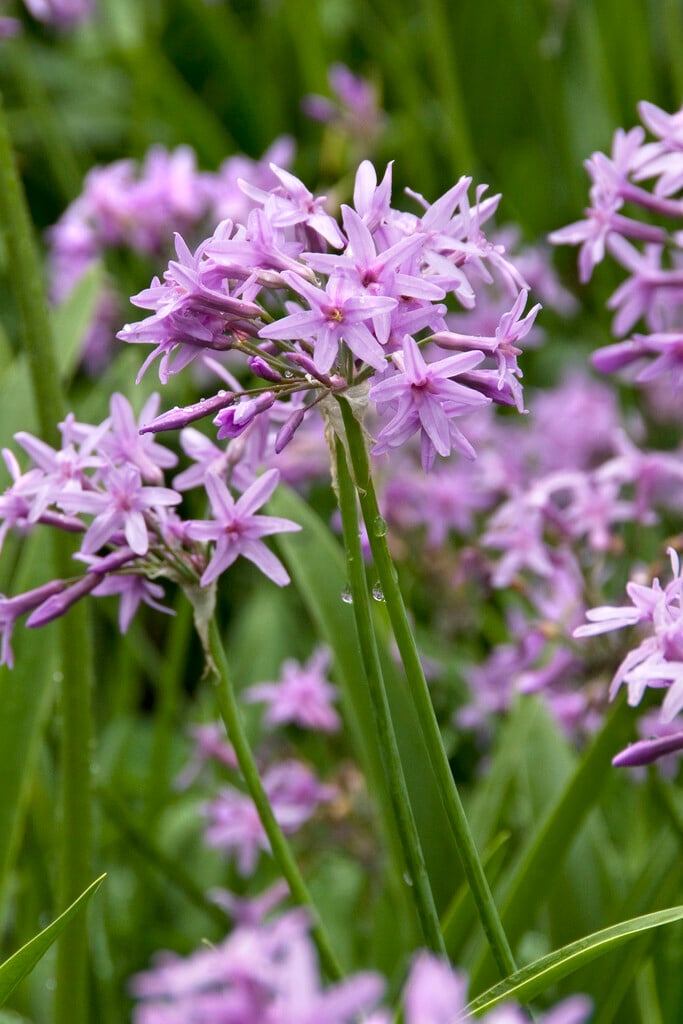 <i>Tulbaghia</i> <i>ludwigiana</i>