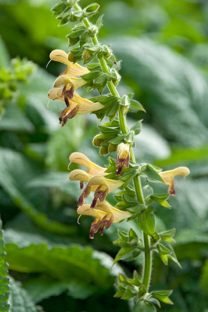 <i>Salvia</i> 'Amber'