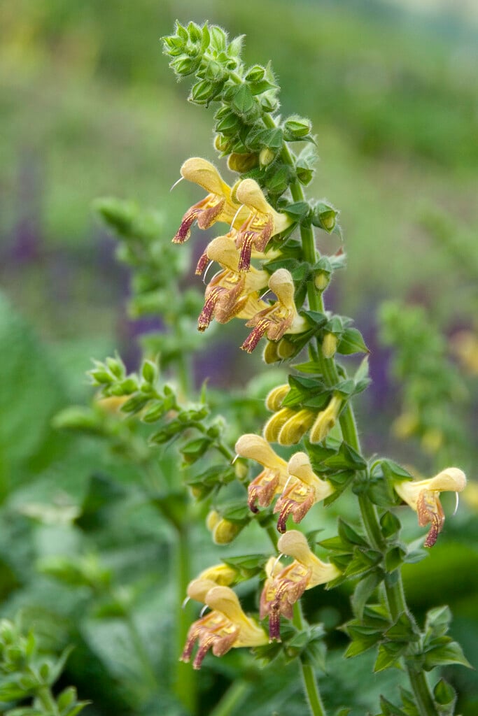 <i>Salvia</i> 'Amber'