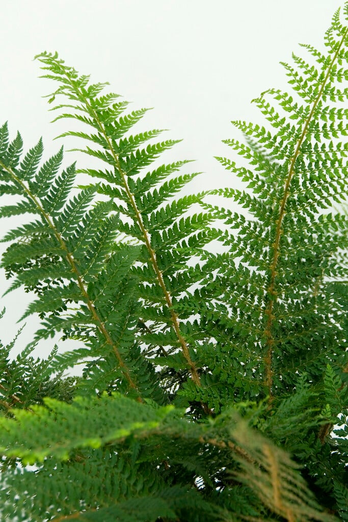 <i>Polystichum</i> <i>proliferum</i> ambig.