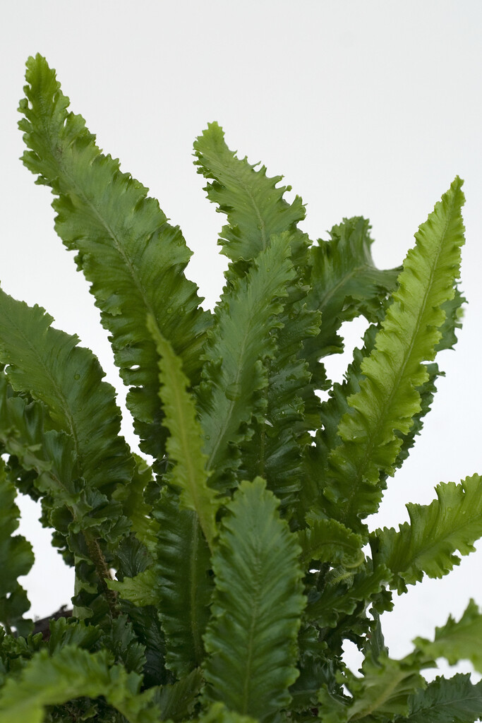 hart's tongue fern 'Angustatum'