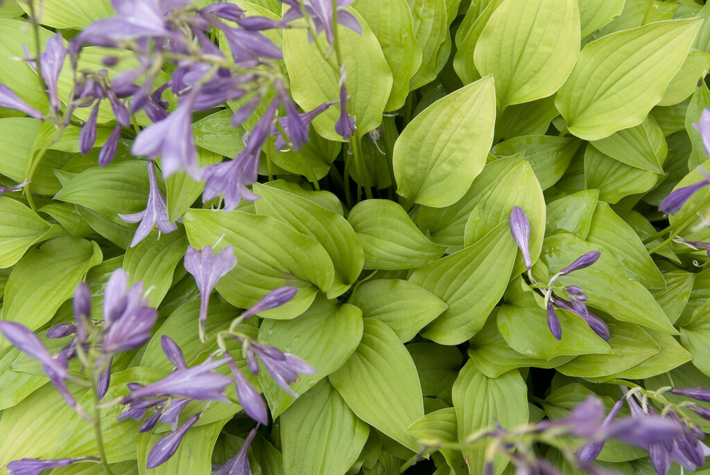 plantain lily 'Lemon Lime'
