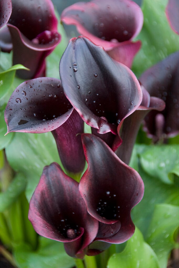 <i>Zantedeschia</i> black-flowered