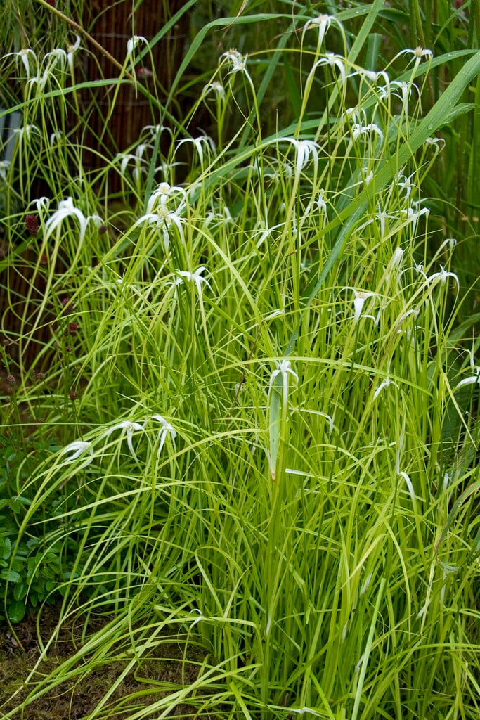 sandswamp whitetop