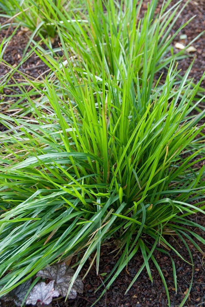broad-leaved meadow grass