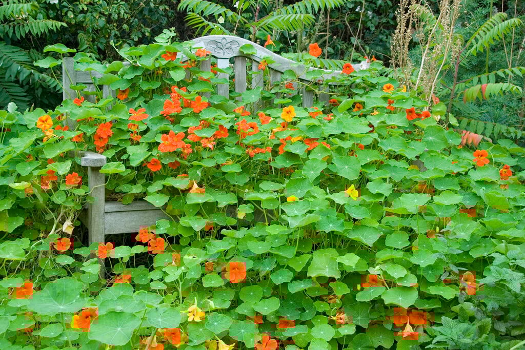 Tropaeolum majus