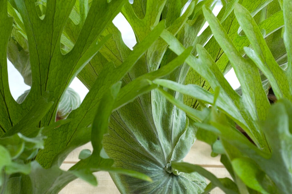 staghorn fern
