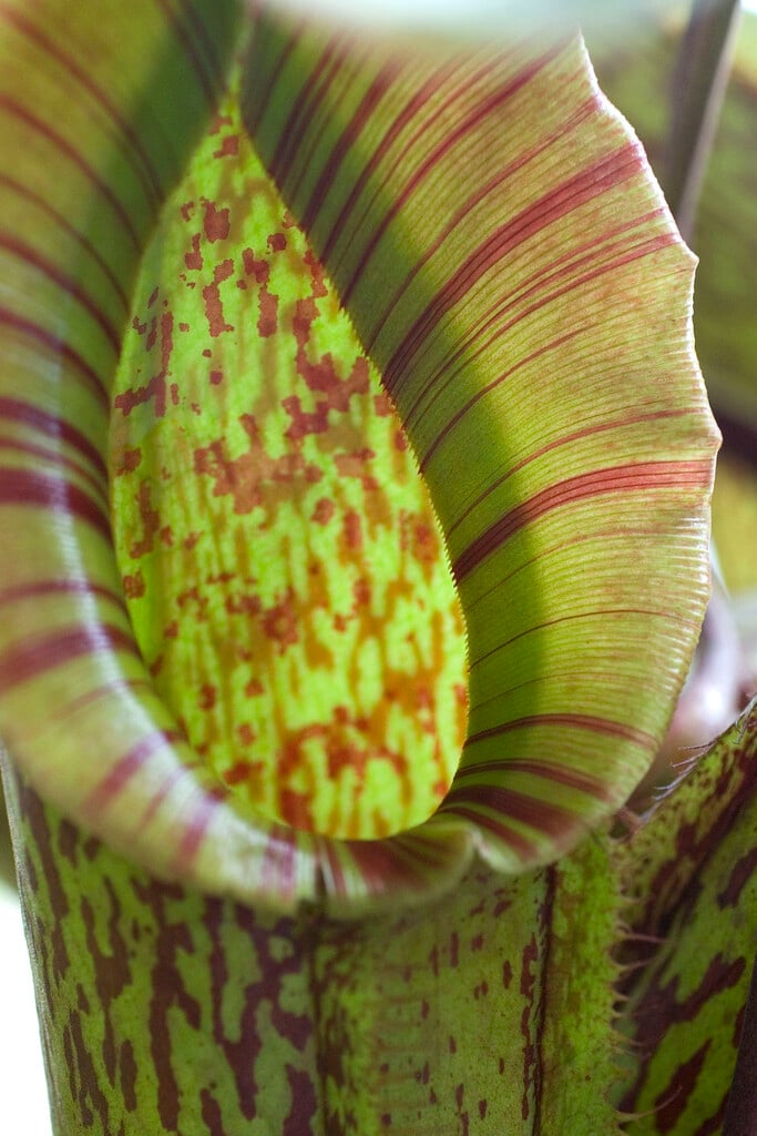 tropical pitcher plant 'Miranda'