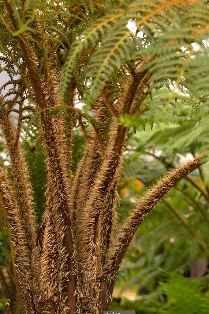 <i>Sphaeropteris</i> <i>tomentosissima</i>