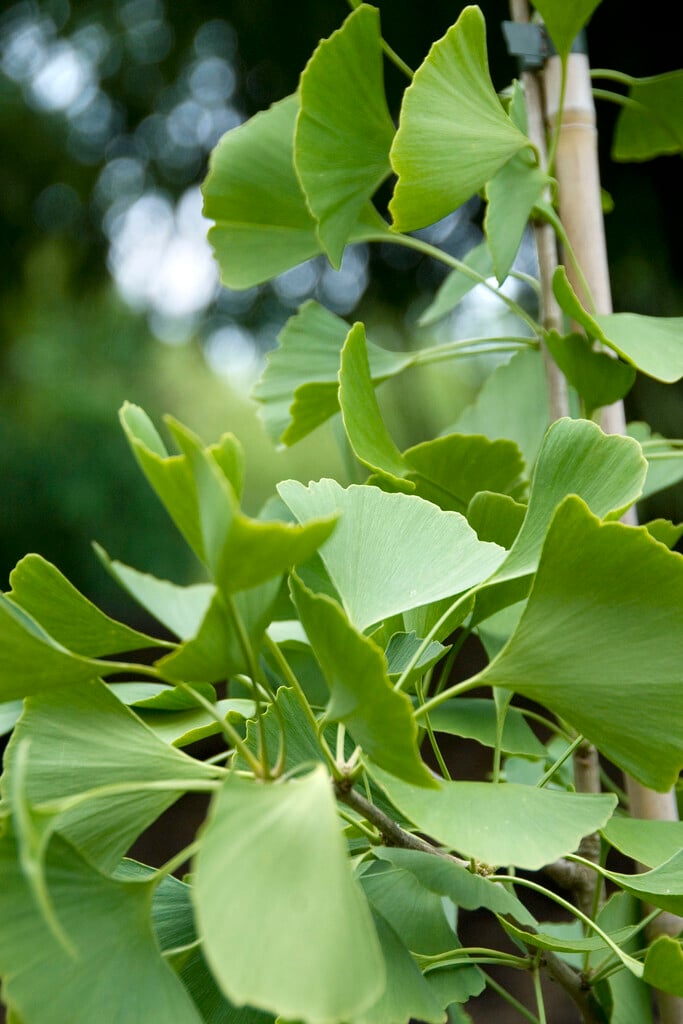 <i>Ginkgo</i> <i>biloba</i> 'King of Dongting' (f)
