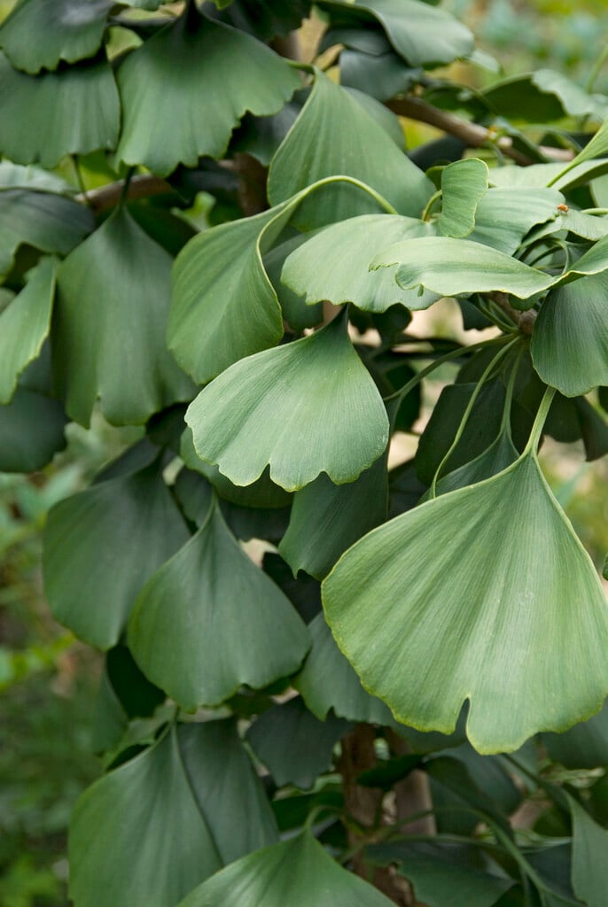 maidenhair tree 'Tremonia'