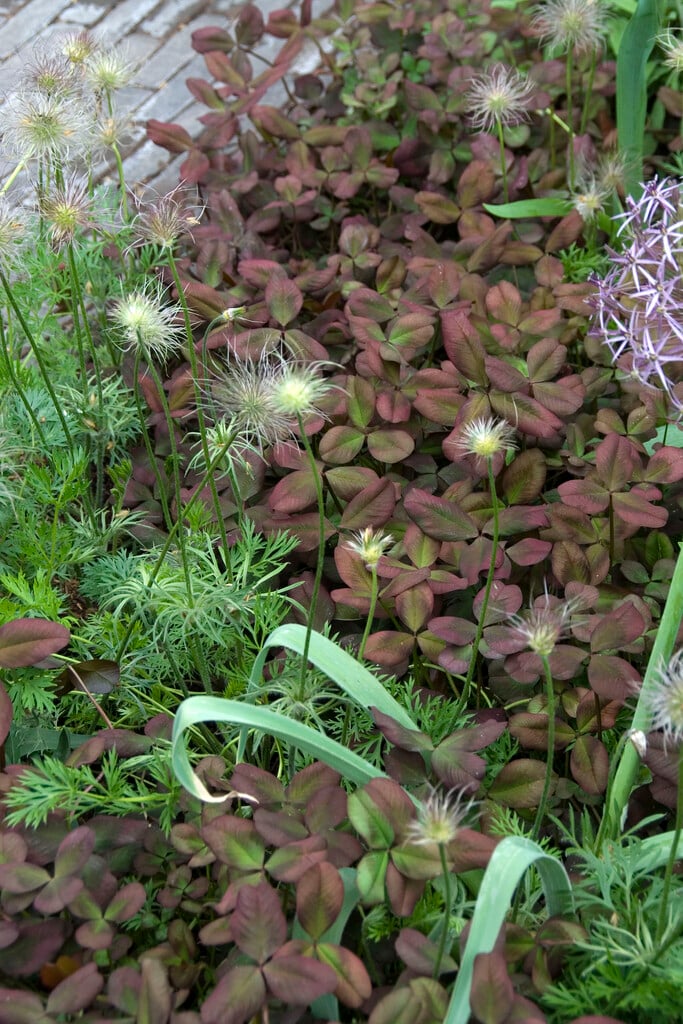 white clover 'William'