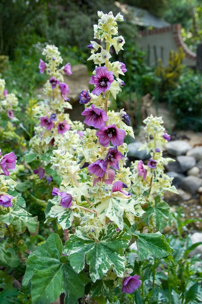 tree mallow 'Variegata'
