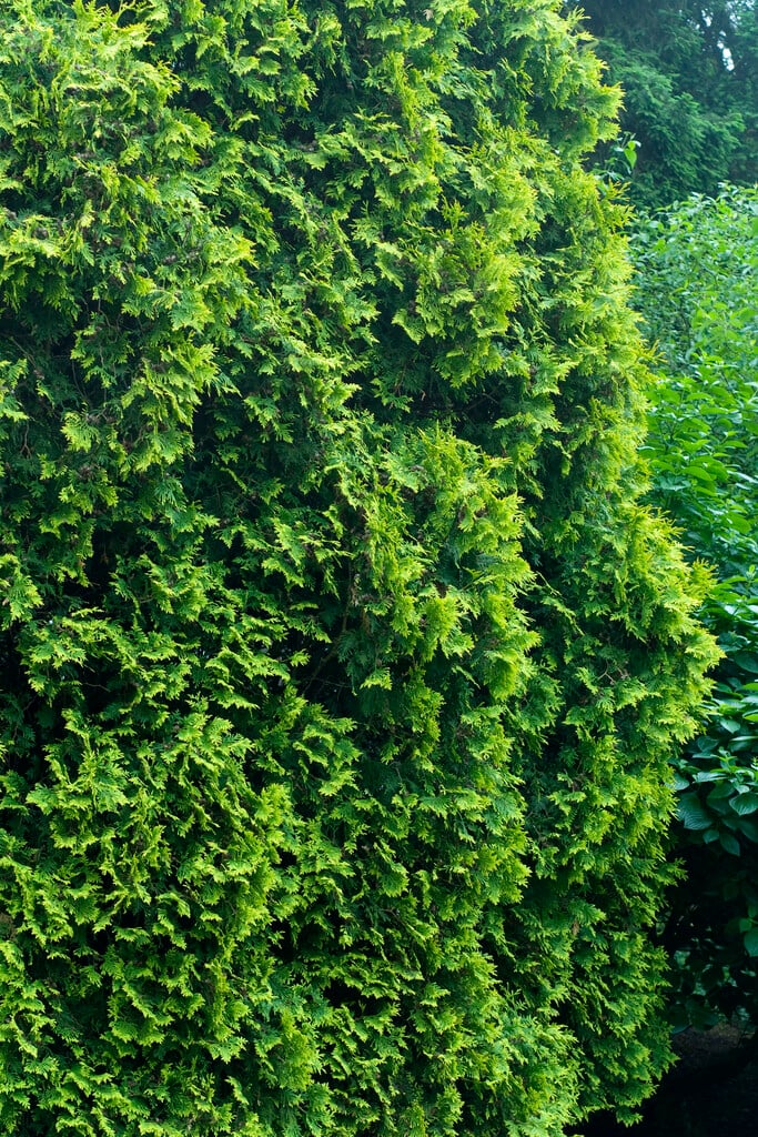 white cedar 'Lutea Nana'