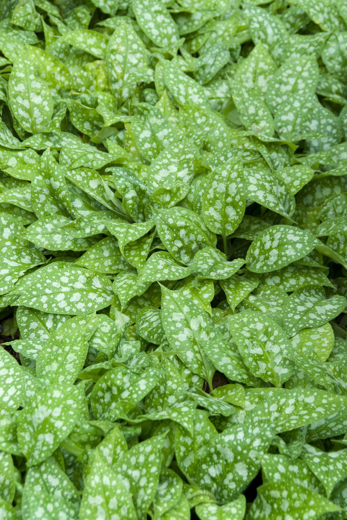 <i>Pulmonaria</i> 'Hazel Kaye's Red'