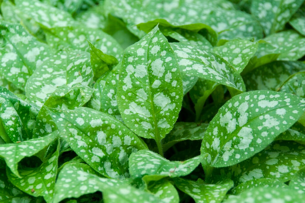 <i>Pulmonaria</i> 'Hazel Kaye's Red'