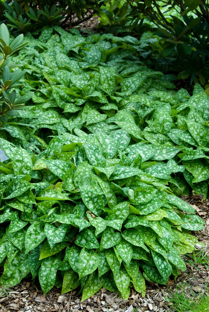 <i>Pulmonaria</i> 'Hazel Kaye's Red'