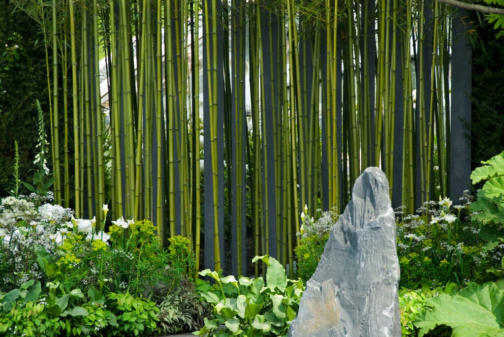 <i>Phyllostachys</i> <i>sulphurea</i> f. <i>viridis</i>
