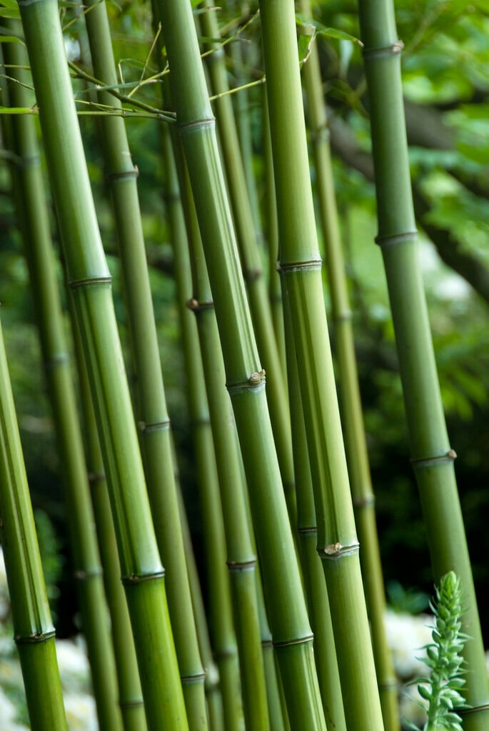 <i>Phyllostachys</i> <i>sulphurea</i> f. <i>viridis</i>