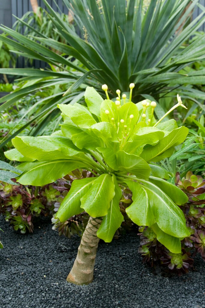 cabbage on a stick