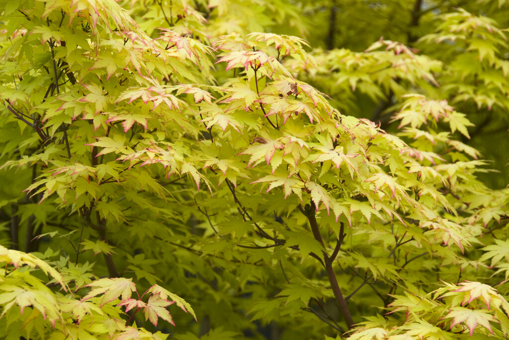 Japanese maple 'Orange Dream'