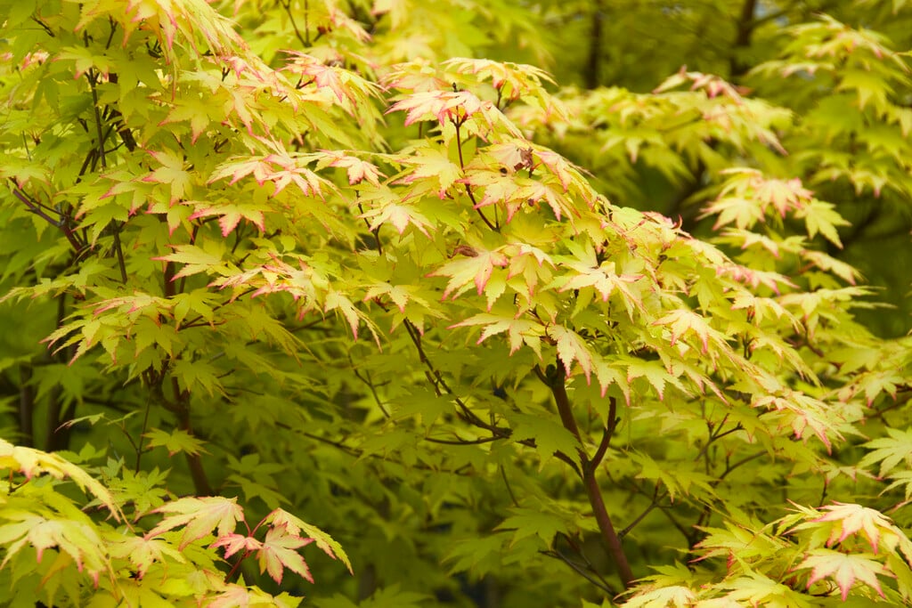 Japanese maple 'Orange Dream'