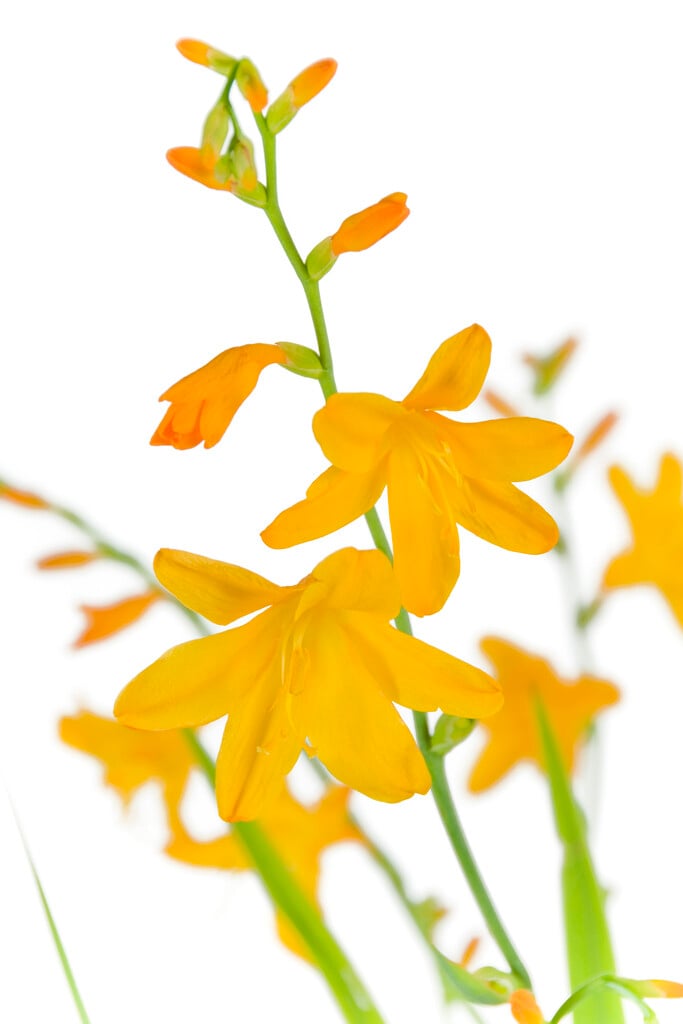 montbretia 'John Boots'