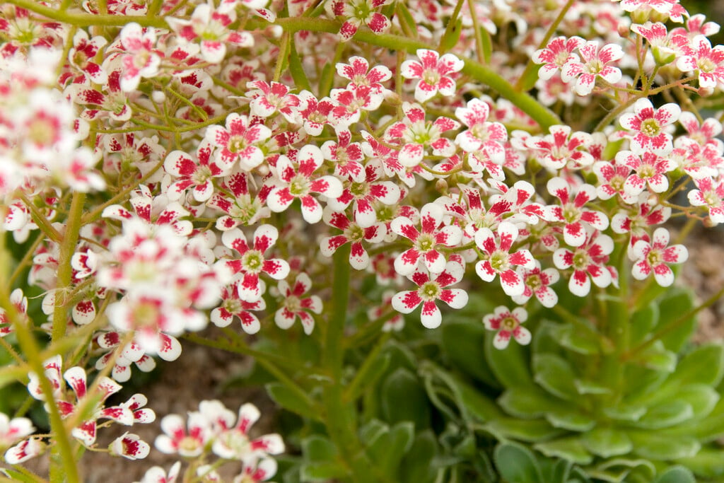 saxifrage Southside Seedling Group