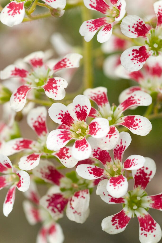 saxifrage Southside Seedling Group